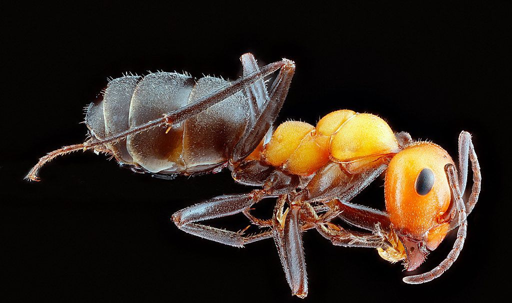 Ant Control service in Cupertino, CA