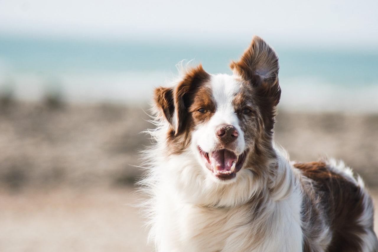 Flea & Tick Control service in Cupertino, CA