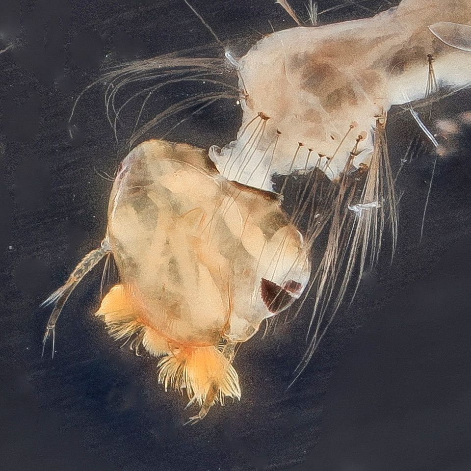Mosquito Control service in Cupertino, CA