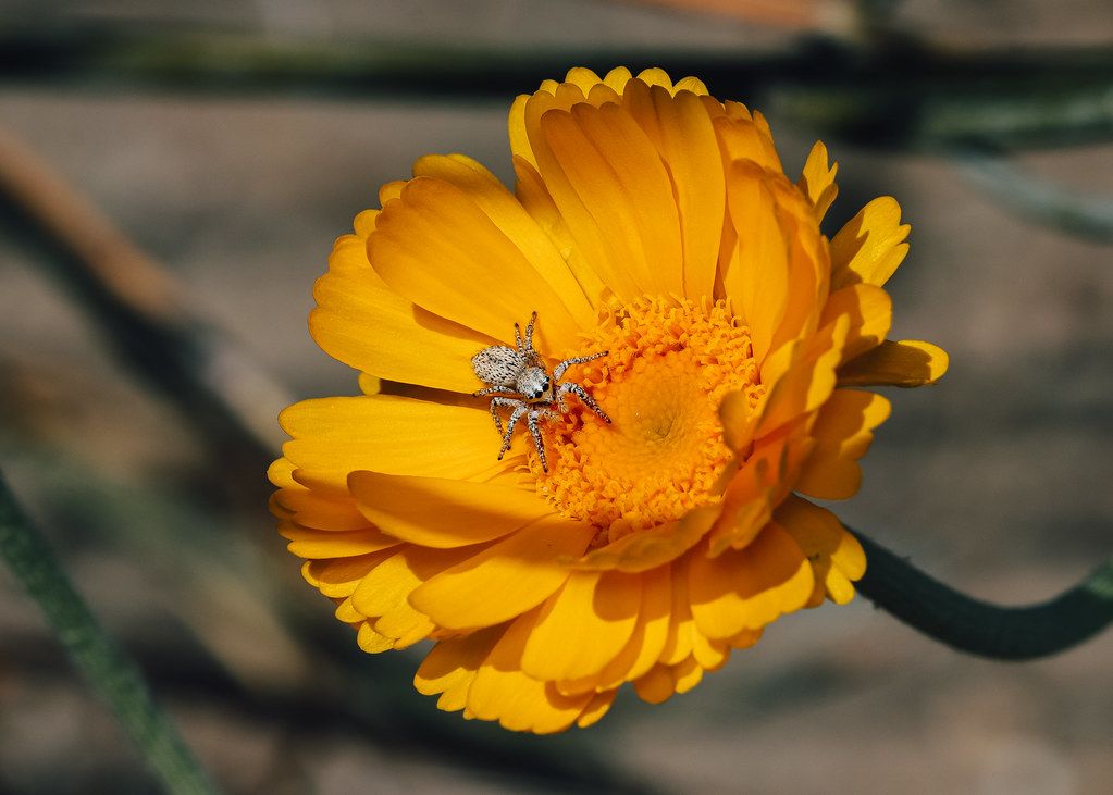 Spider Control service in Cupertino, CA